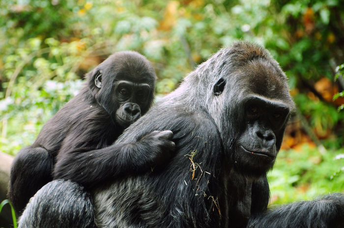save-gorillas-make-money-from-onlinecasino